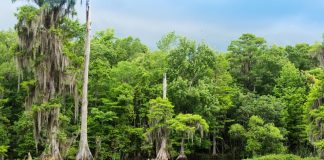 Florida’s Big Bend Road Trip